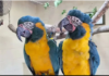 Fugitive Parrots from London Zoo Found Safe After 60-Mile Adventure