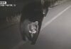 Record 12 Killed in Bear Attacks Across Japan