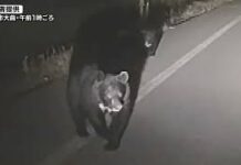Record 12 Killed in Bear Attacks Across Japan