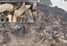 Park rangers discover ‘unusual’ pile of bones on iconic Scotland hill after a wildfire