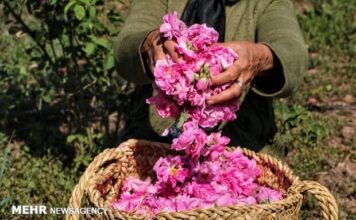 Baneh rosewater festival added to Iran’s national tourism calendar