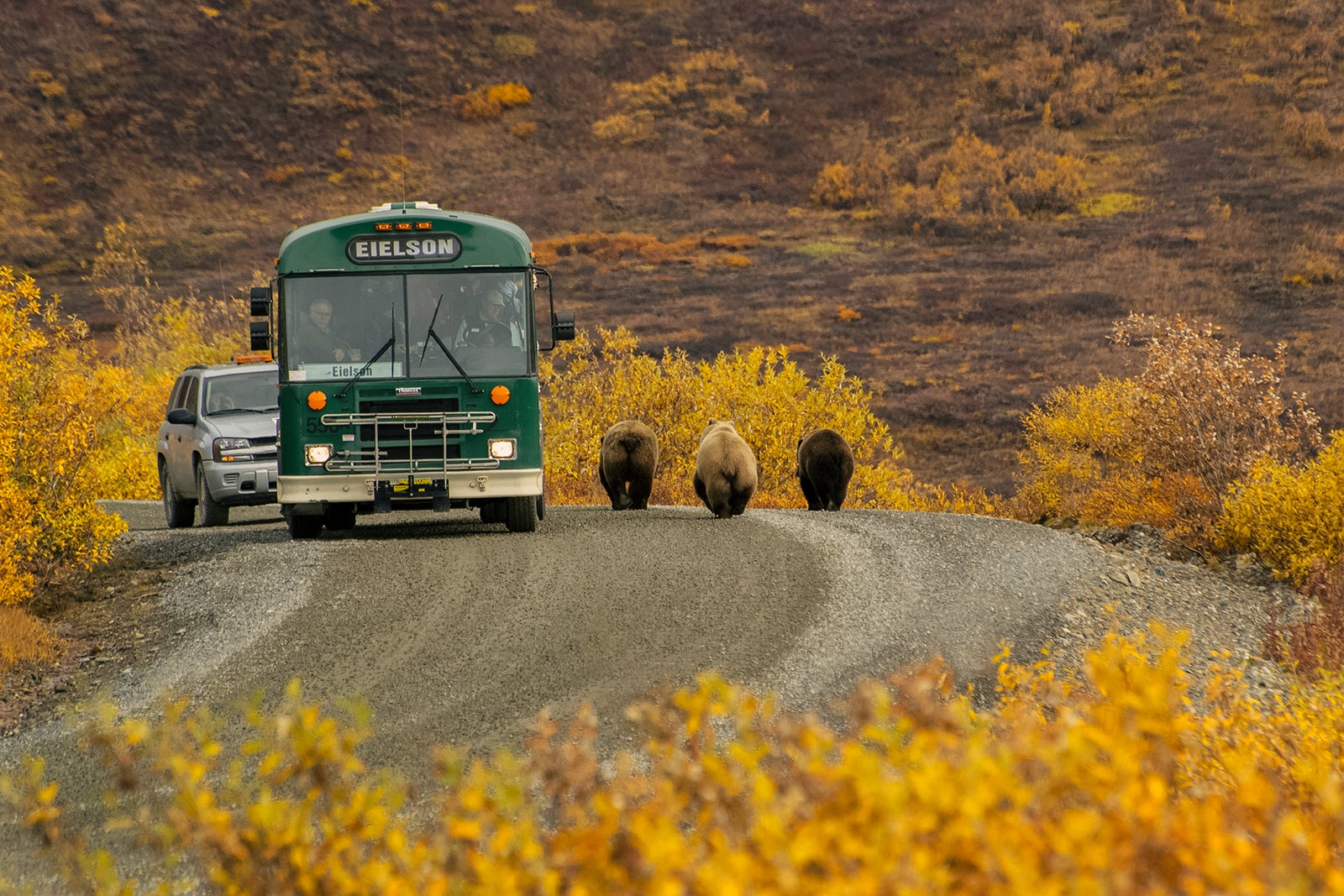 Denali-National-Park-Shuttle-Bus-halts-for-three-grizzly-Bear-passing-by-on-the-road_Ron-Sanford.jpg