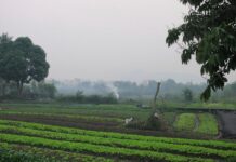 American dad and son killed by swarm of wasps while ziplining in Laos