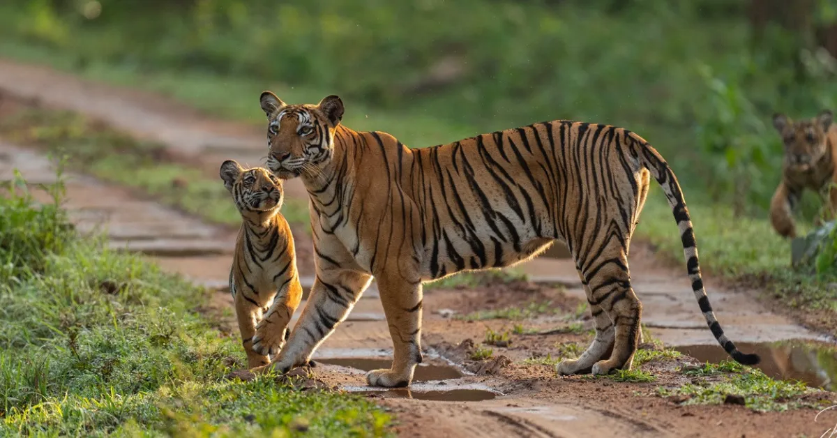 How To Explore Kabini in 3 Days Under Rs 17000 — A Perfect Nature Escape for Two