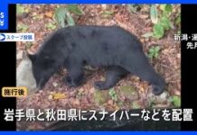 Rifles Approved for Bear Culling