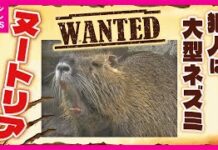 Nutria Infestation Expands Across Western Japan, Farmers Ravaged