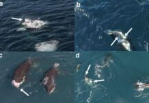 Videos show orcas flipping great white sharks and eating their livers