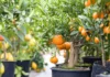 How Bonsai Citrus Trees Can Turn Your Balcony Into a Mini Orchard
