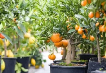 How Bonsai Citrus Trees Can Turn Your Balcony Into a Mini Orchard