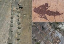 16,000 fossil footprints in central Bolivia reveal dinosaur behavior