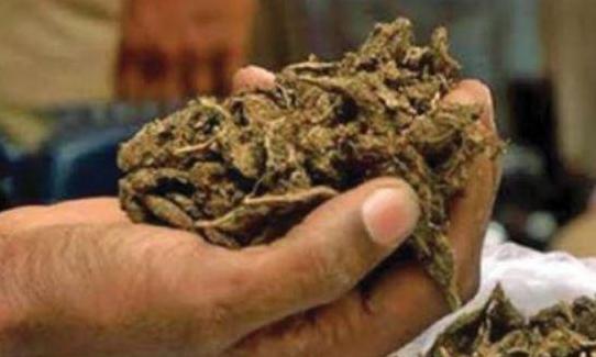MP Minister’s Brother Held For Ganja Trafficking, Sent To Jail