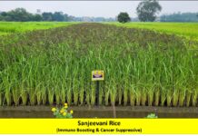 Chhattisgarh Agriculture University Granted IPR for Rice Variety with Anti-Cancer Properties