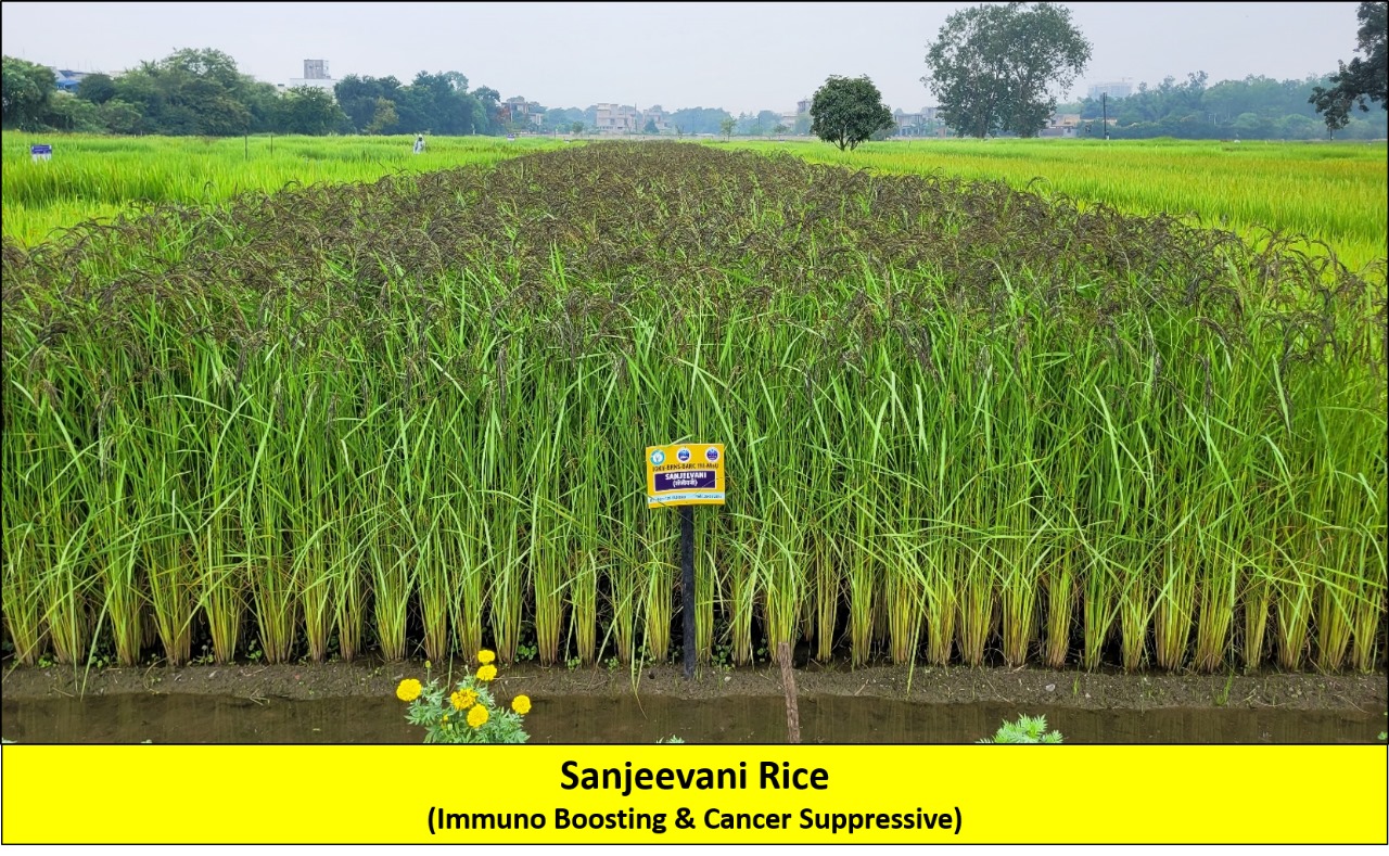 Chhattisgarh Agriculture University Granted IPR for Rice Variety with Anti-Cancer Properties