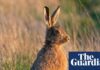 Shooting hares in England to be banned for most of the year