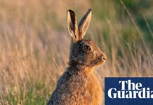 Shooting hares in England to be banned for most of the year