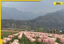DNA TV Show: Kashmir’s air quality deteriorates as AQI crosses 300