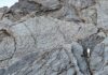 Dinosaur tracks showing “herds moving in synchrony” found in Italy