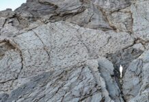 Dinosaur tracks showing “herds moving in synchrony” found in Italy