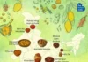 A Map of India Told Through 17 Irresistible Mango Pickles