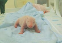 Indonesian zoo releases photos of the first panda cub born in the country