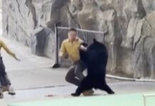 Bear attacks zookeeper during live show