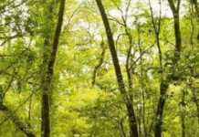 8 Beautiful Forests in India Where You Can Actually Go Camping