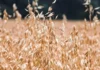Why More Farmers Are Choosing Barley and Oats to Get Through the Winter