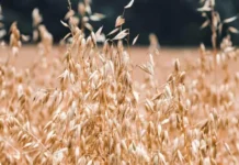 Why More Farmers Are Choosing Barley and Oats to Get Through the Winter