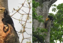 Once Hunters, Now Protectors: How Arunachal’s Villagers Helped 238 Hornbill Chicks Take Flight