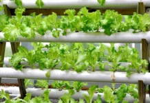 Turn Any Corner Into a Mini Farm: How To Grow Fresh, Pesticide-Free Greens at Home