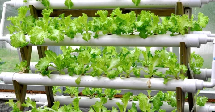 hydroponic-vertical-garden-guide-2025-11-26-21-39-26.png