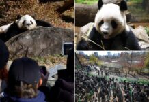 Thousands flock to Tokyo zoo to see the last 2 pandas in Japan before their return to China