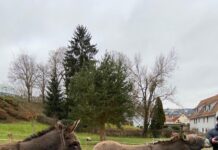 Two grinches reportedly punch Nativity scene donkeys, defecate in church — during German Christmas market spree