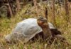 Floreana giant tortoise reintroduced to Galápagos island after almost 200 years