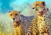 8 Cheetahs From Botswana to Reach Kuno on Saturday