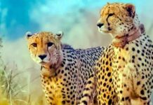 8 Cheetahs From Botswana to Reach Kuno on Saturday