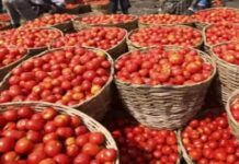 No Support Price: 3 Farmers from Mahabubabad Distribute Tomatoes for Free