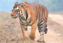 420 People Killed in Attacks by Wild Animals in Maharashtra in 5 Years