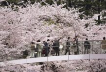 Mount Fuji Cherry Blossom Festival Cancelled Due To Over-Tourism