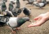Singapore Court Fines Over 2 Lakhs To 71-Year-Old Woman For Feeding Pigeons