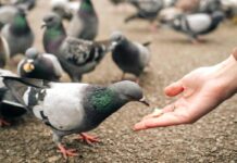 Singapore Court Fines Over 2 Lakhs To 71-Year-Old Woman For Feeding Pigeons