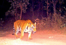 One More Cattle Kill by Tiger, Officials on Wait-and-Watch Mode