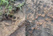 Tiger Spotted Near Villages in Siddipet