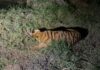 Strayed Tiger Released Back into Papikondalu National Park