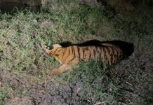 Strayed Tiger Released Back into Papikondalu National Park