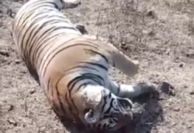 Tiger Carcass Discovered in Gundal Reservoir