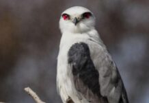 ‘Farmer’s Friend’ Black-Shouldered Kite Spotted In Kurnool