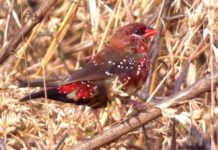 AP Records 320 Bird Species In GBBC 2026, Ranks 12th Nationally