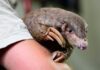 Shy, Scaly Anteaters Are The Most Trafficked Mammals In The World