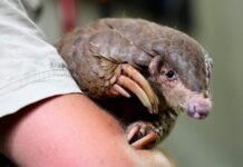 Shy, Scaly Anteaters Are The Most Trafficked Mammals In The World